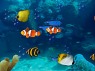 nemo